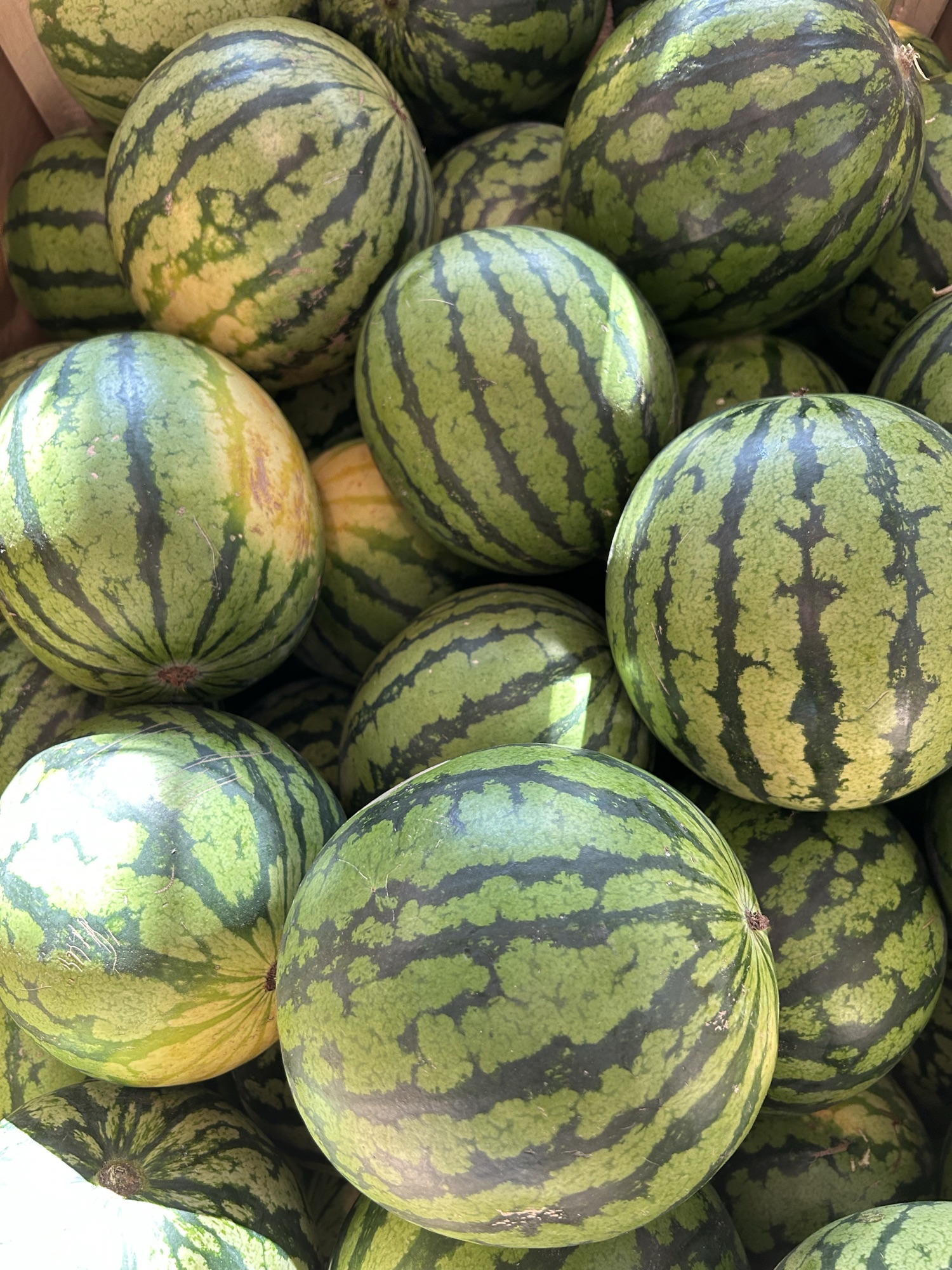 Vandmelon