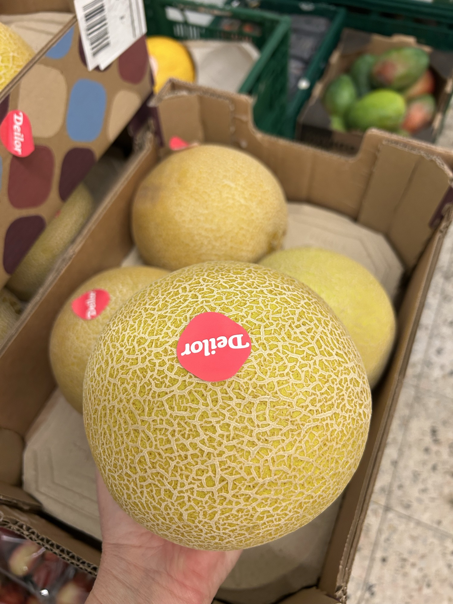 Galia melon
