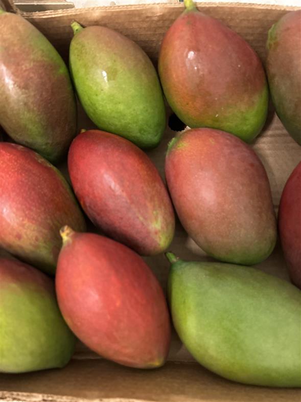 Mango