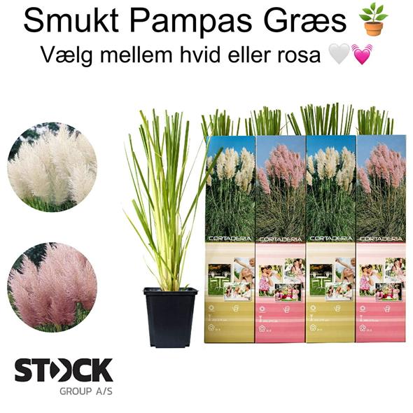 Pampas græs