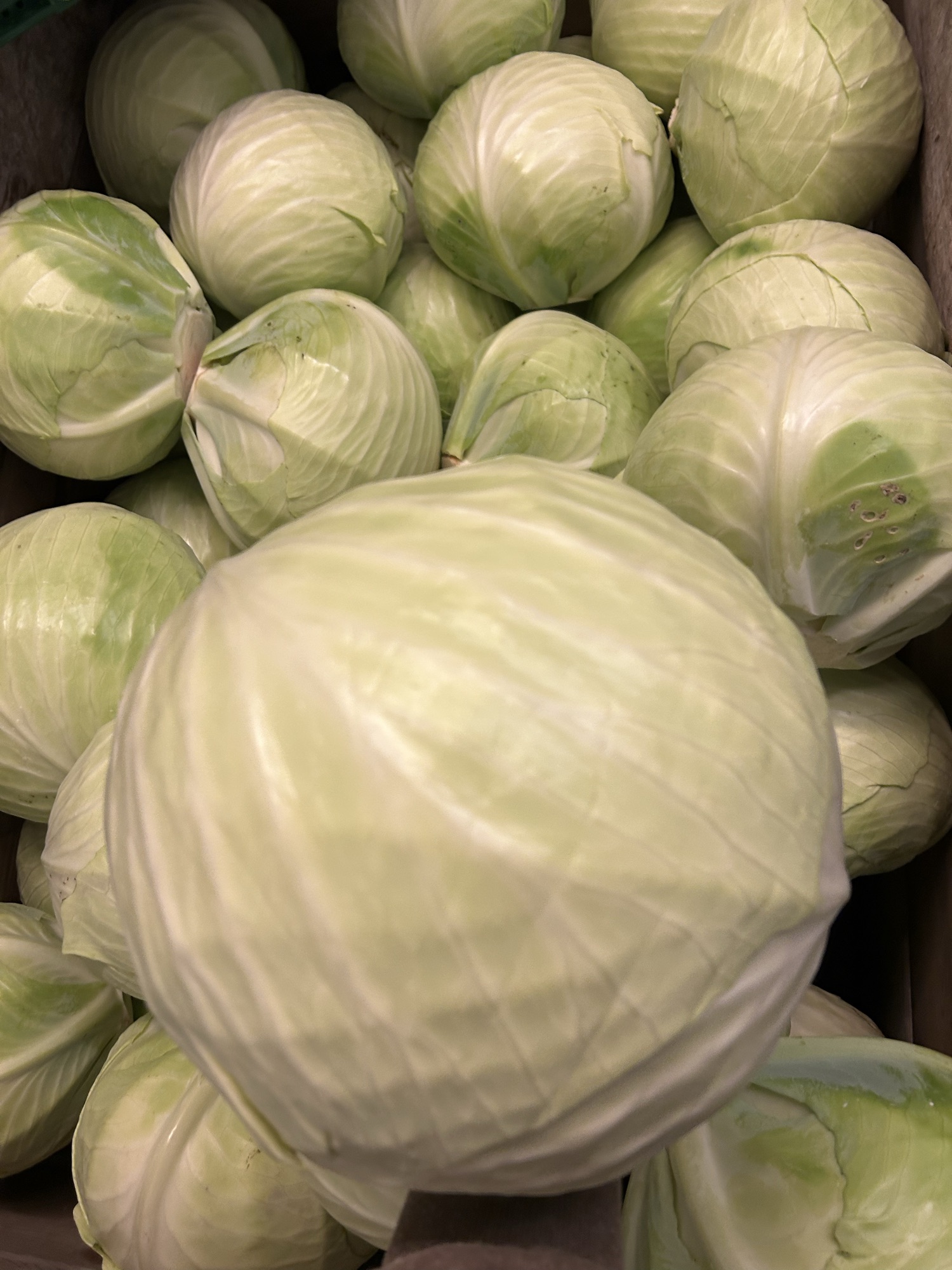 Hvidkål