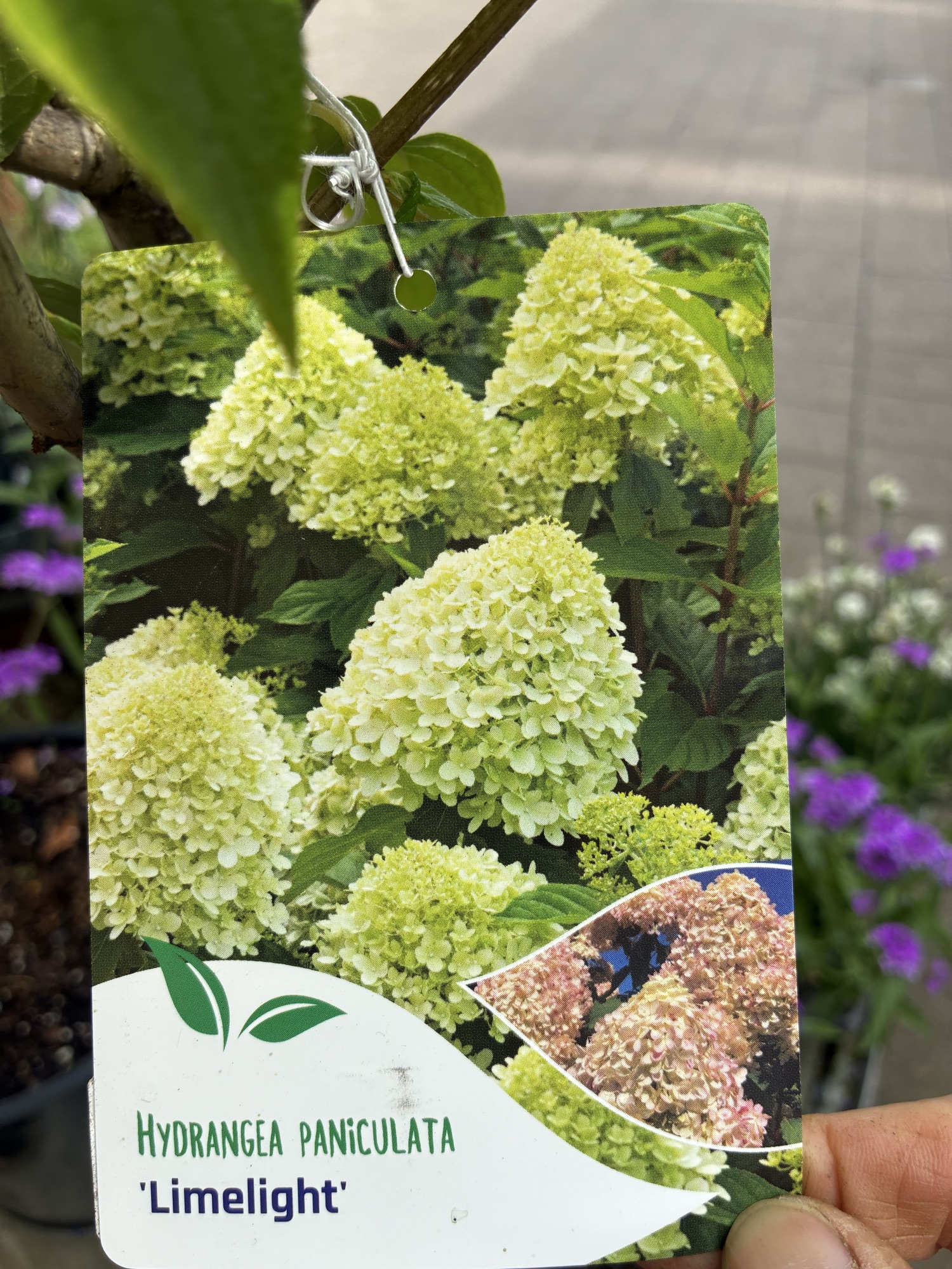 Blomster