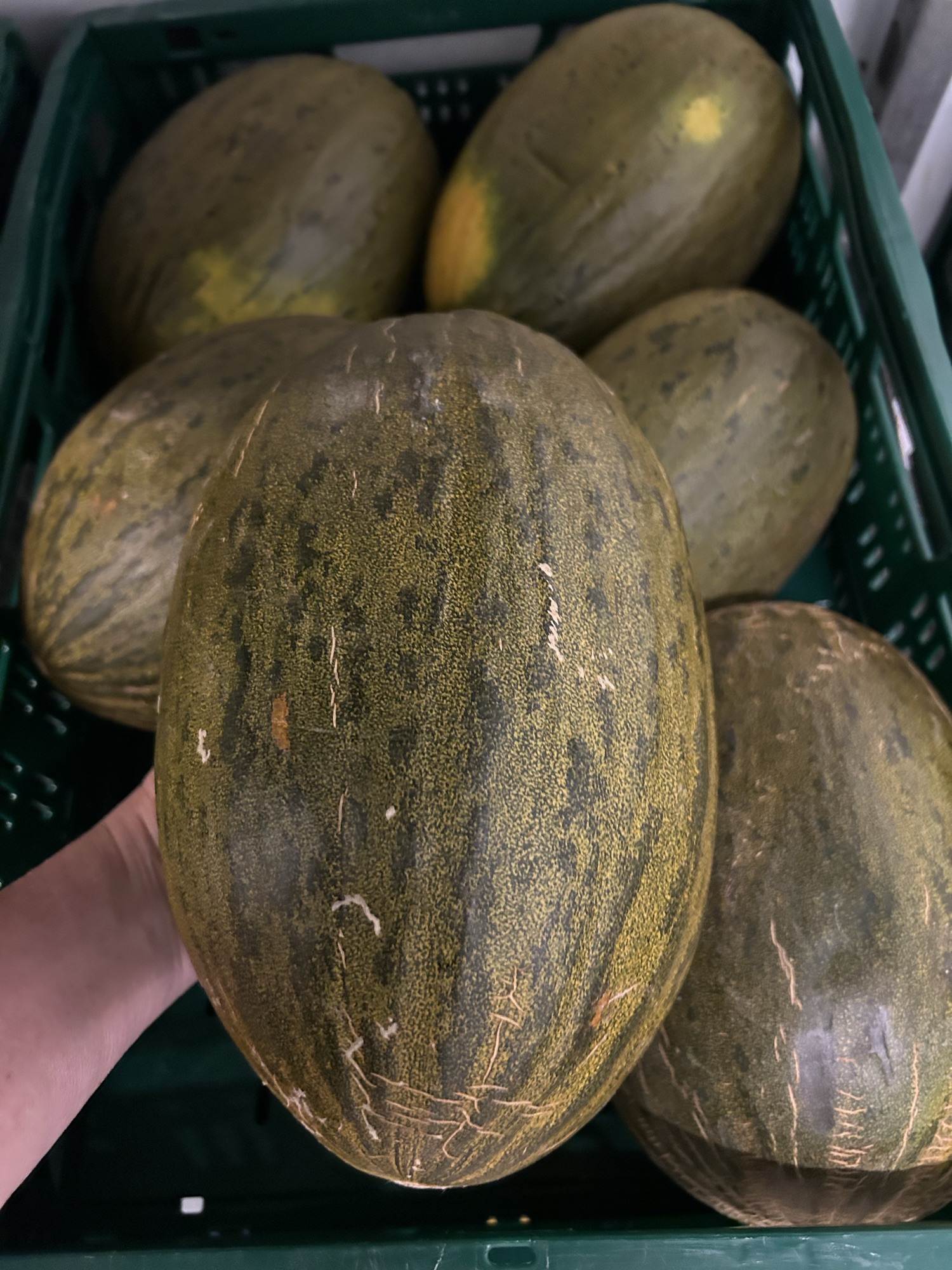 Melon