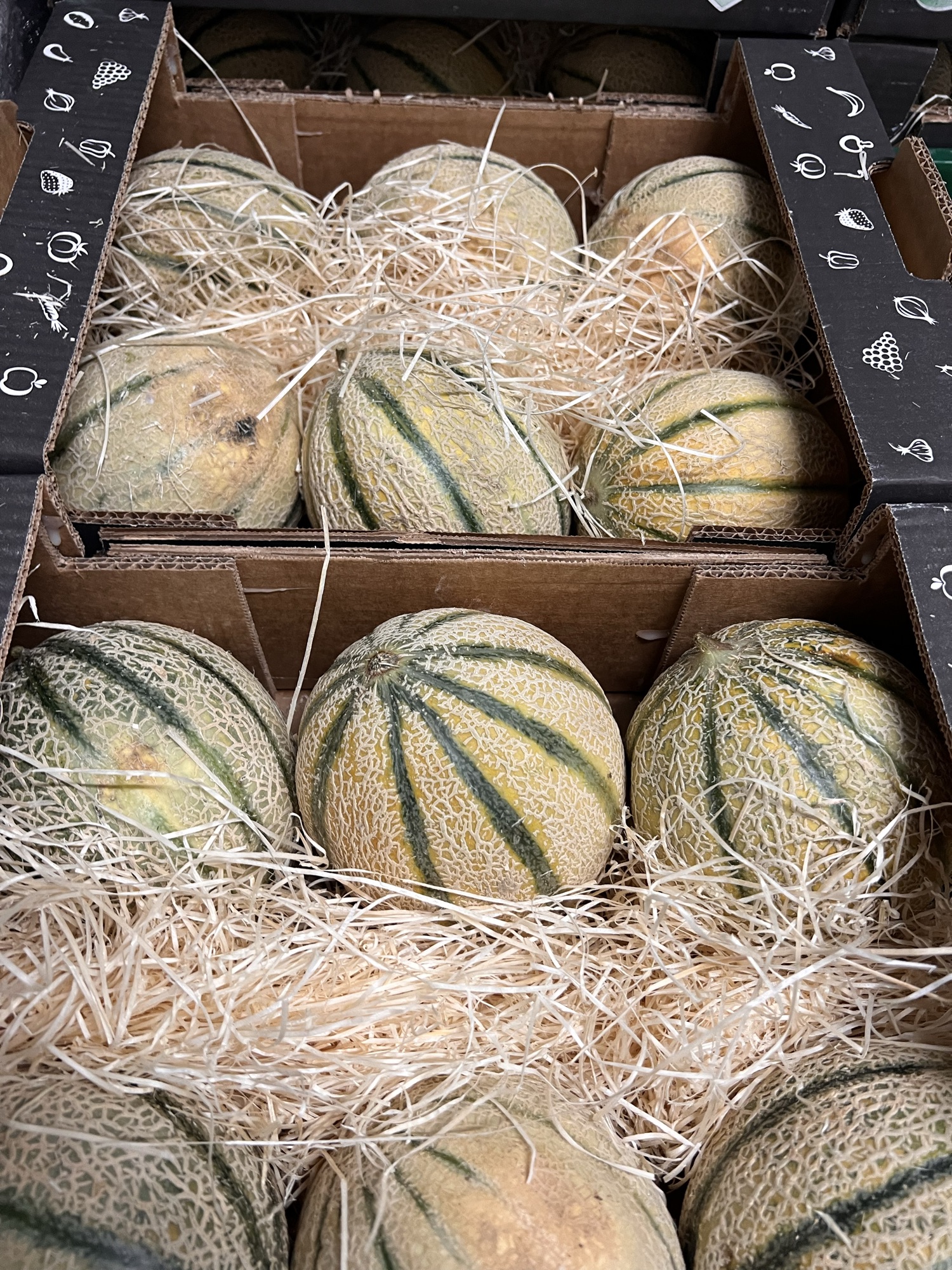Melon